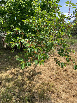 Купить  участок