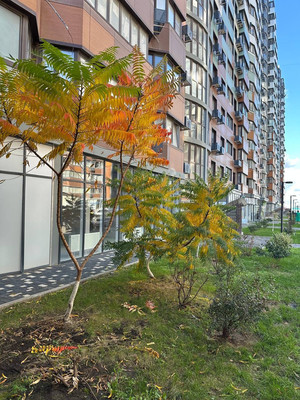 Купить 1-комнатную квартиру